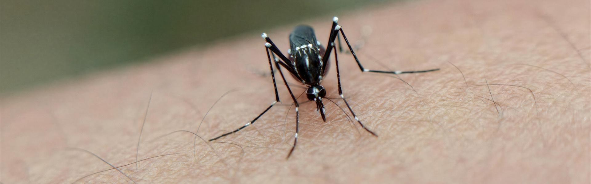 Prevención e información sobre el dengue