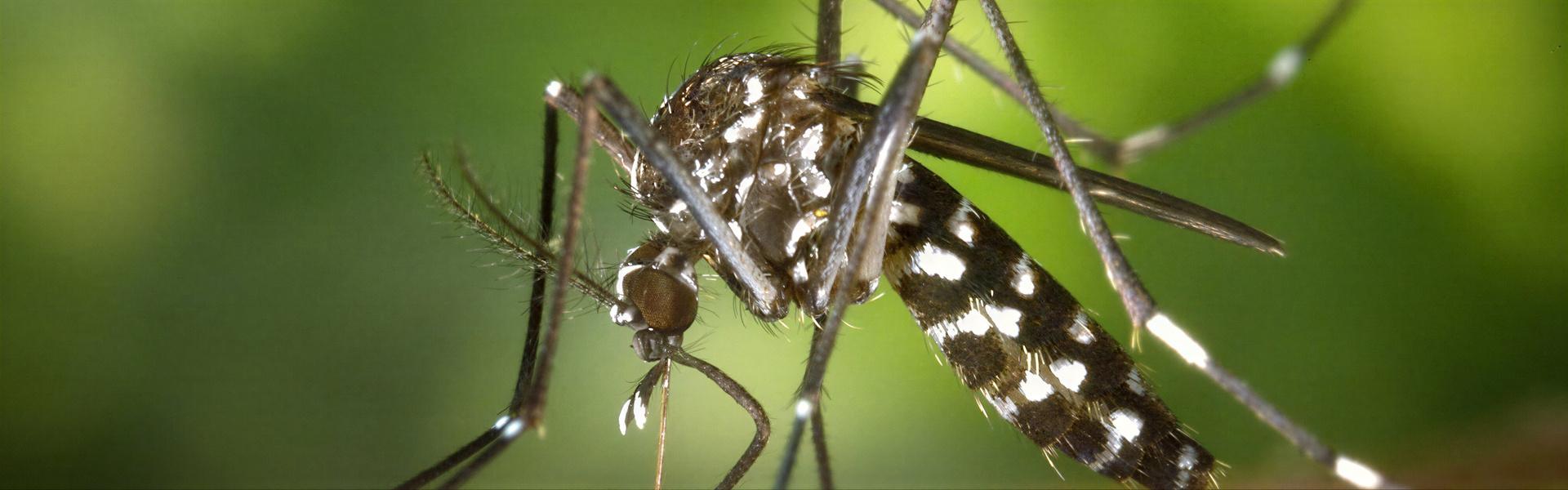 Dengue, recomendaciones y cuidados