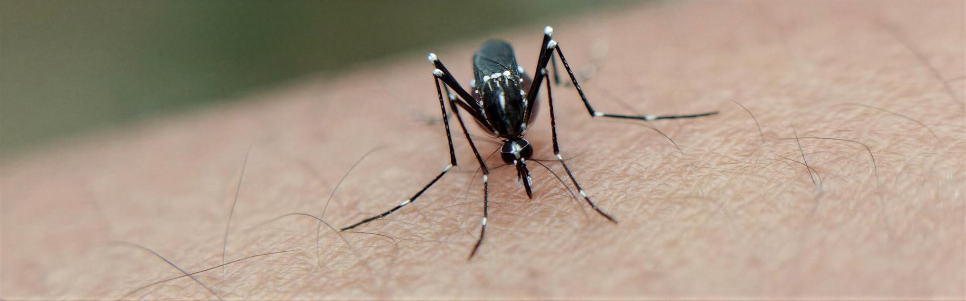 Dengue en Villa Urquiza, tengamos máxima prevención.