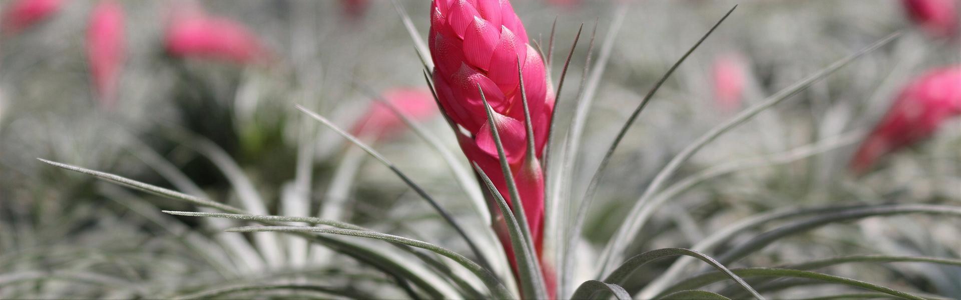 Clavel del Aire