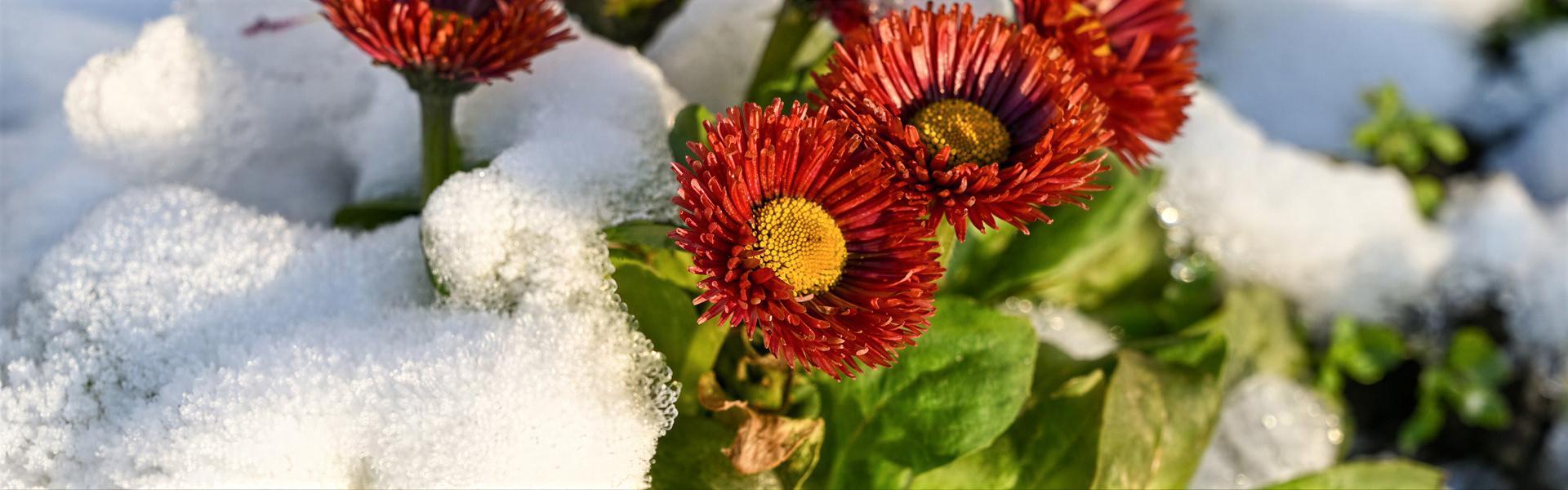 Flores para tener colorido el jardín en Otoño e Invierno ( 1ra. entrega)