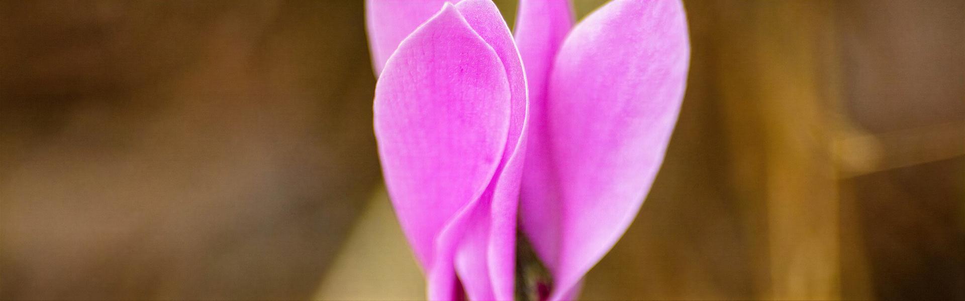 Flores para tener colorido el jardín en Otoño e Invierno ( 2da. entrega)