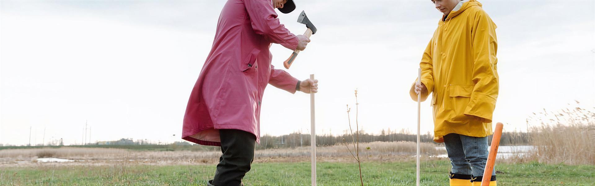 Como plantar un Arbol, paso a paso
