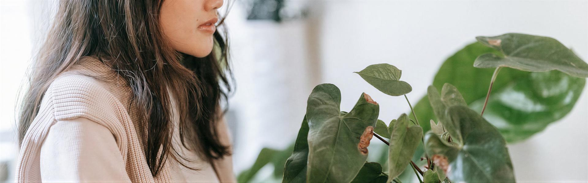 Como podar las plantas de Interior