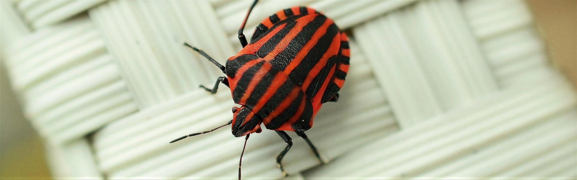 Chinche de Cama, hoy una preocupación en muchisimos hogares Urbanos y Campestres.