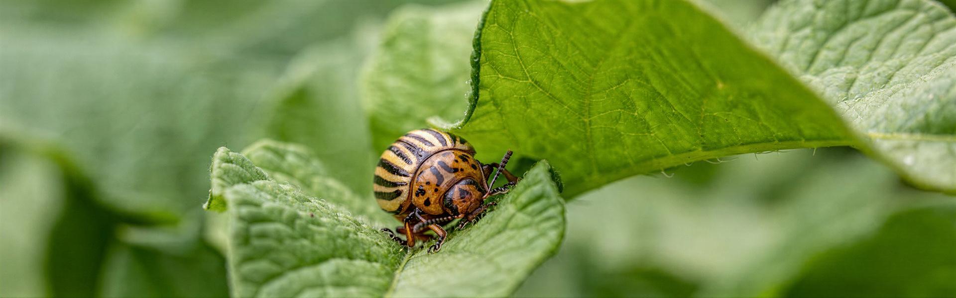 Tierra de Diatomeas, información y referencias de otras paginas.