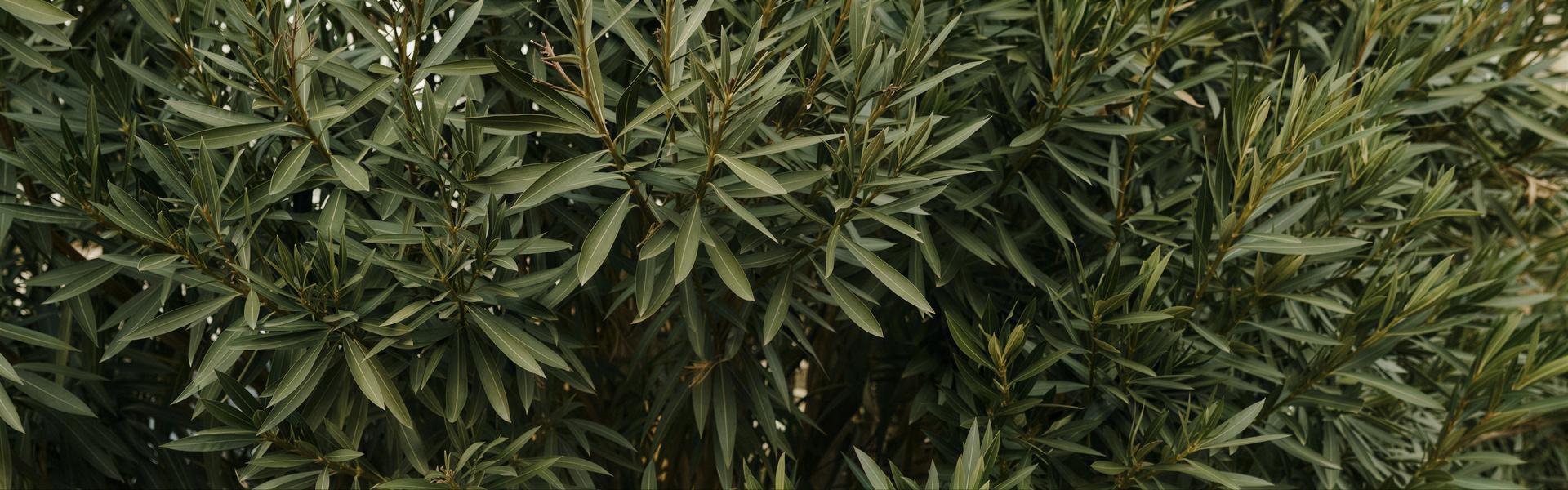 Arbustos, definicion, caracteristicas y beneficios de tenerlos en nuestro jardín.