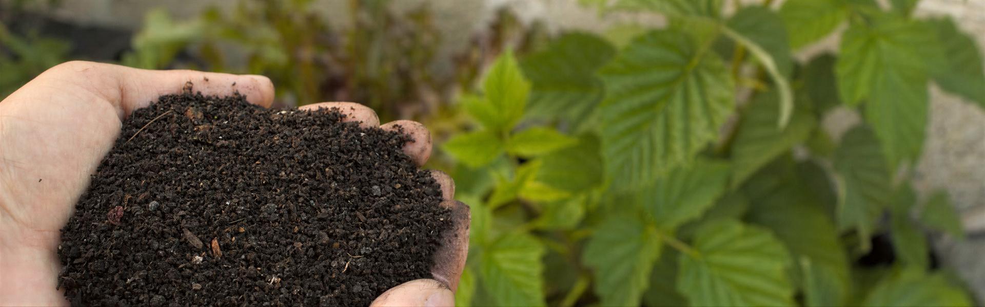 Tierra de Diatomeas, el Fertilizante e Insecticida Ecológico del futuro.