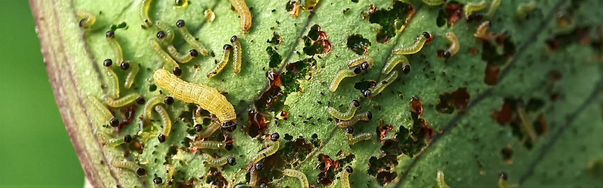 Tuta Absoluta o Polilla del tomate, una plaga muy destructiva.
