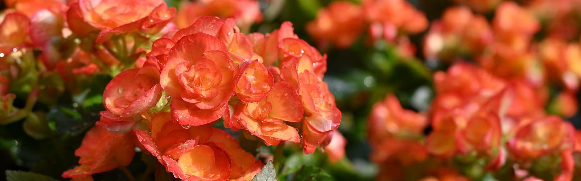 Listado de plantas con “Flores”que pueden cultivarse en Argentina, letra “B”.