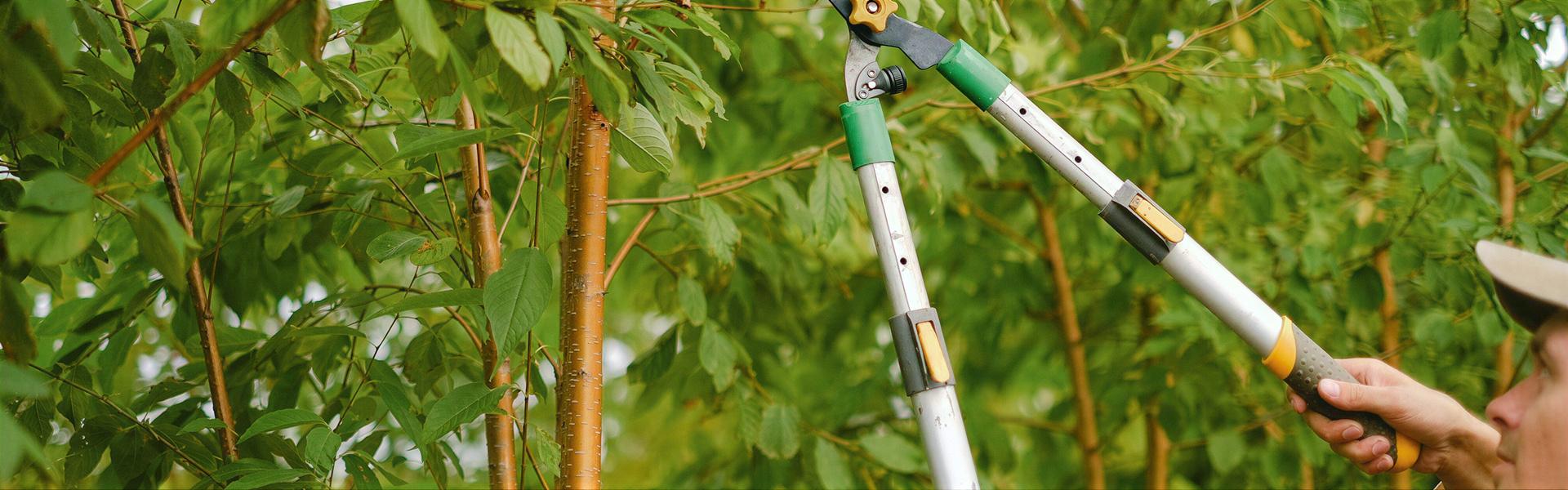 En el jardín: que hacer, que no hacer, mentiras y verdades (1ra. Entrega)