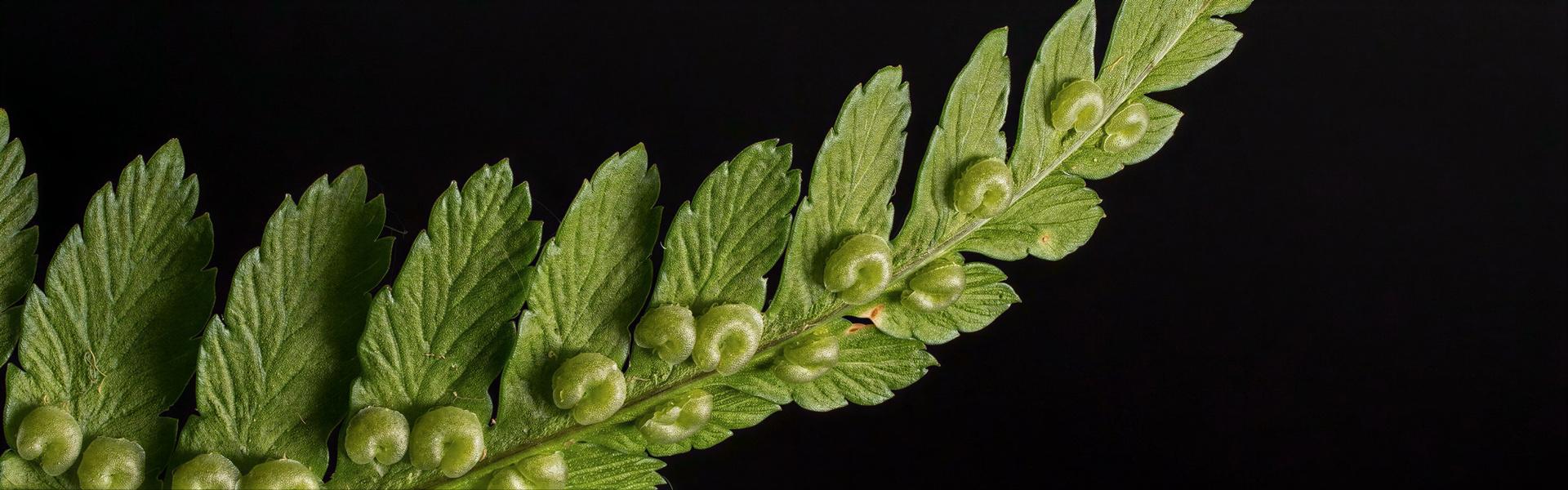 En el jardín: que hacer, que no hacer, mentiras y verdades (3ra. Entrega)