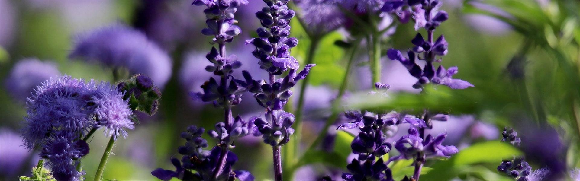 Flores y plantas nativas de Argentina (Salvia - Salvia guarantica)