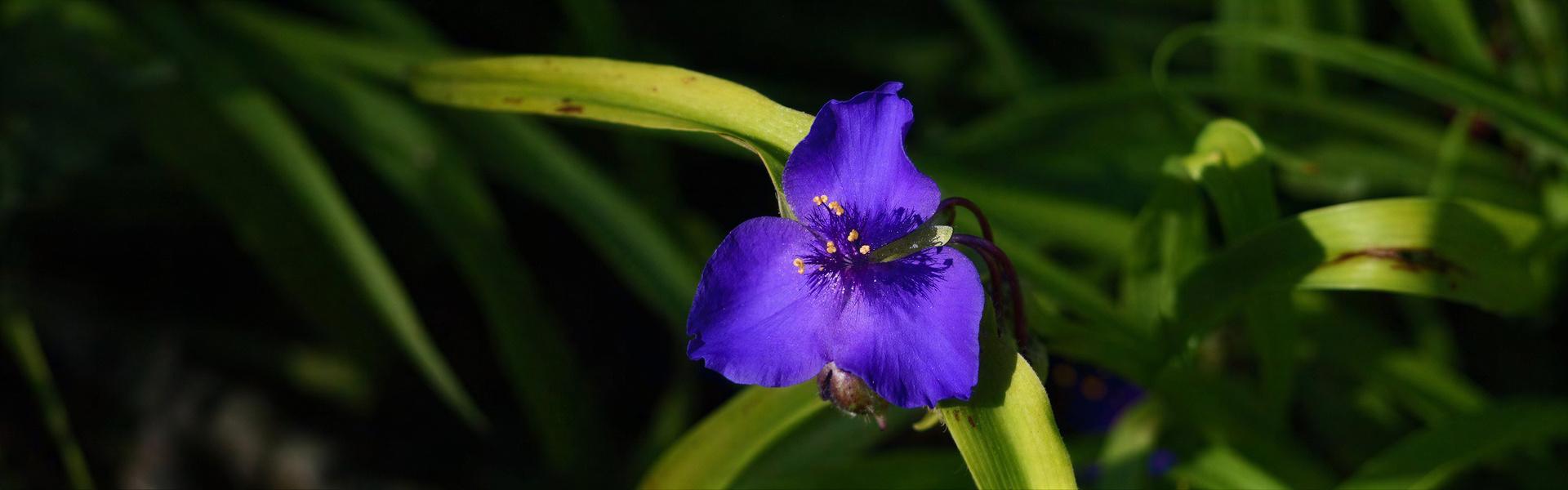 Flores y plantas nativas de Argentina (Santa Lucía - Tradescantia fluminensis)