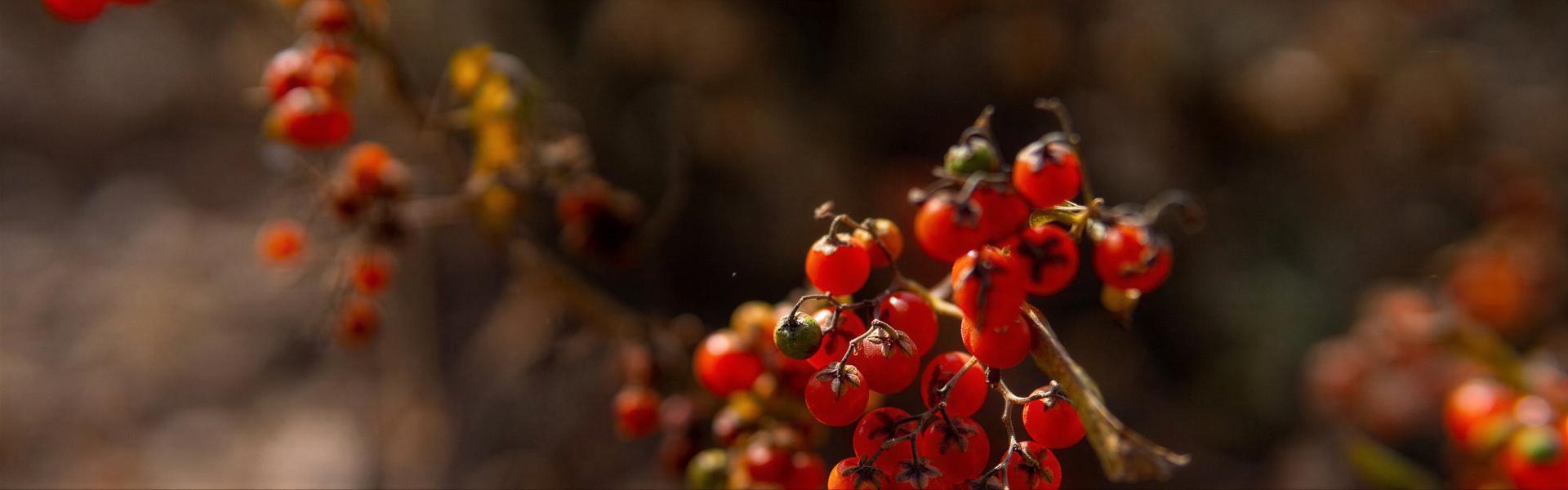 Flores y plantas nativas de Argentina (Tutiá - Solanum sisymbrifolium)
