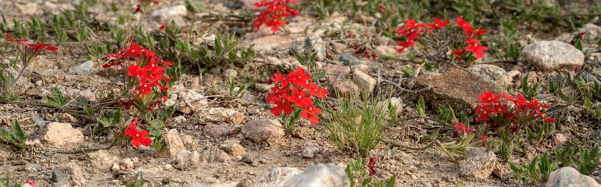 Flores y plantas nativas de Argentina (Flor de Sapo - Jaborosa integrifolia)