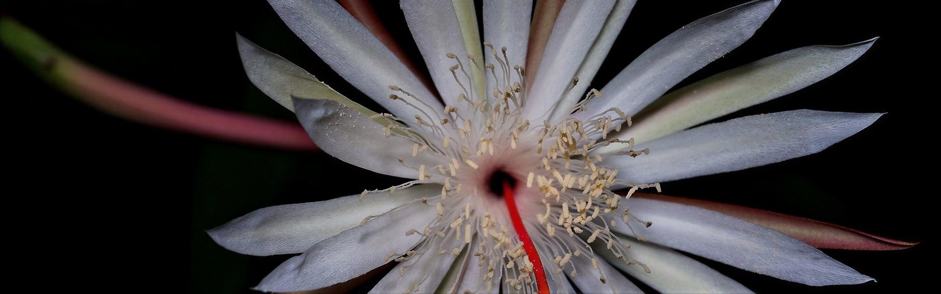 Flores y plantas nativas de Argentina (Flor de Sapo Grande - Nicotiana longiflora)