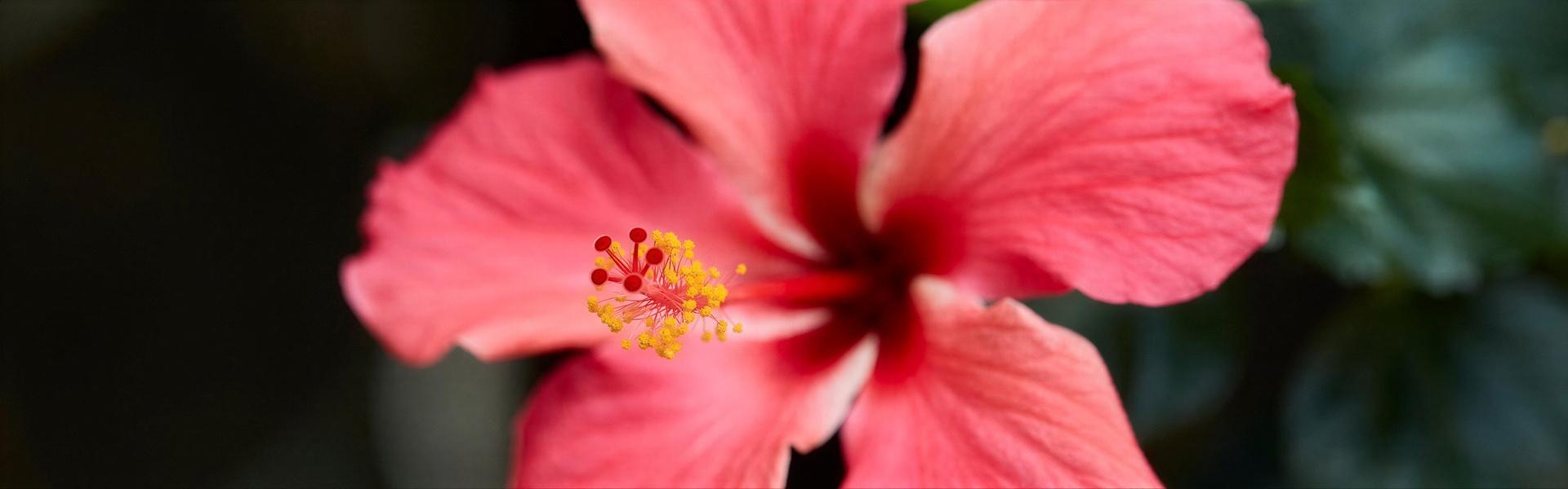 Flores y plantas nativas de Argentina (Rosa de río - Hibiscus cisplatinus - Hibisco de bañado)