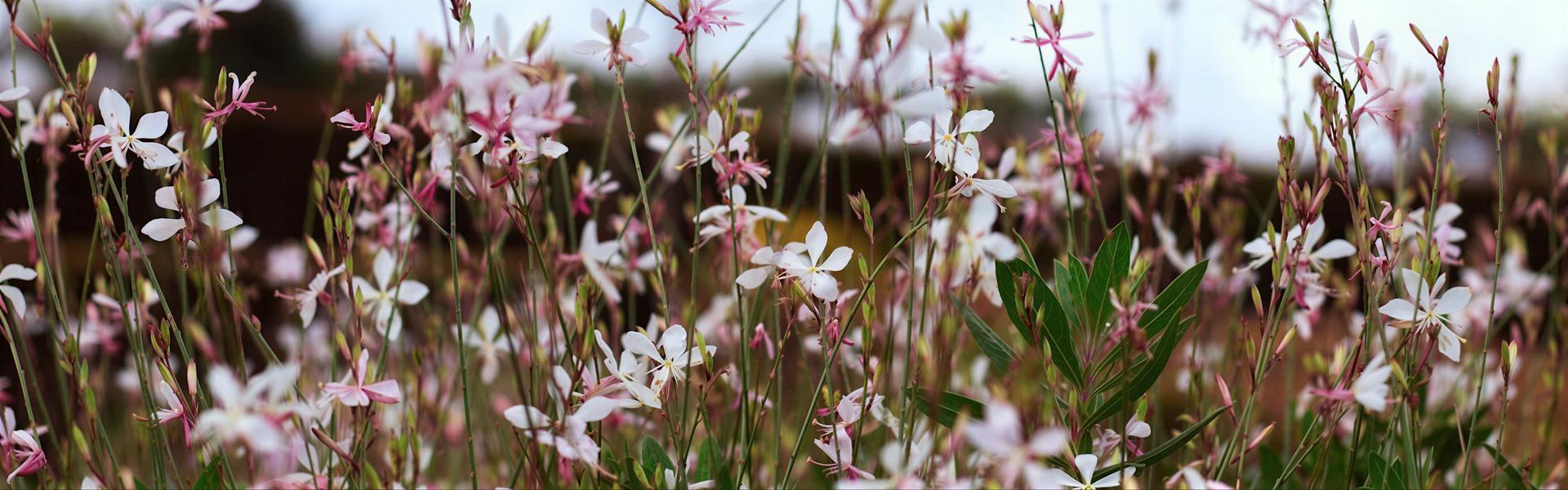 Listado de plantas con “Flores” que pueden cultivarse en Argentina, letra “G”