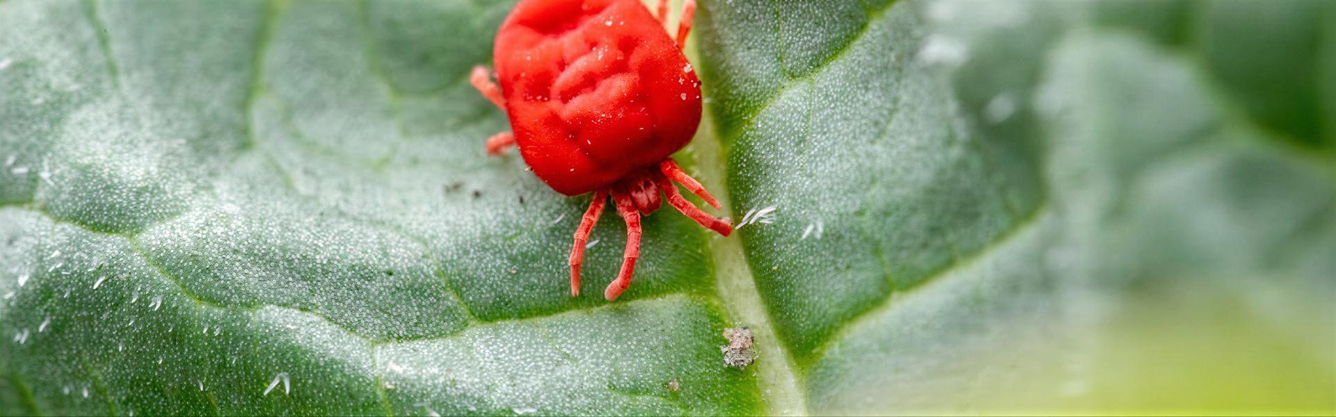 Insectos Perjudiciales en Cultivos y Frutales