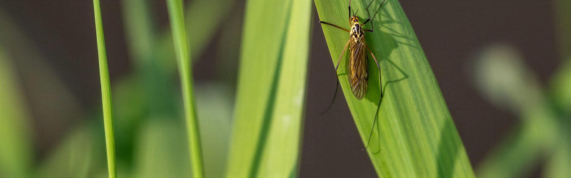 TIPULAS: no me MATEN, no soy un mosquito – NO PICO AL SER HUMANO –