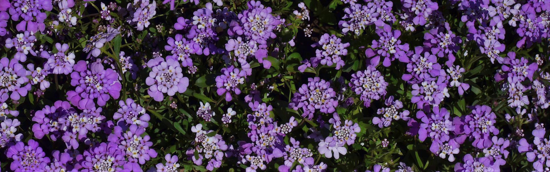 Iberis