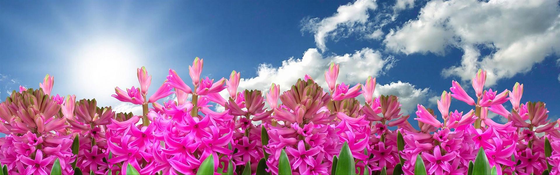 Listado de plantas con “Flores” que pueden cultivarse en Argentina, letra “J”
