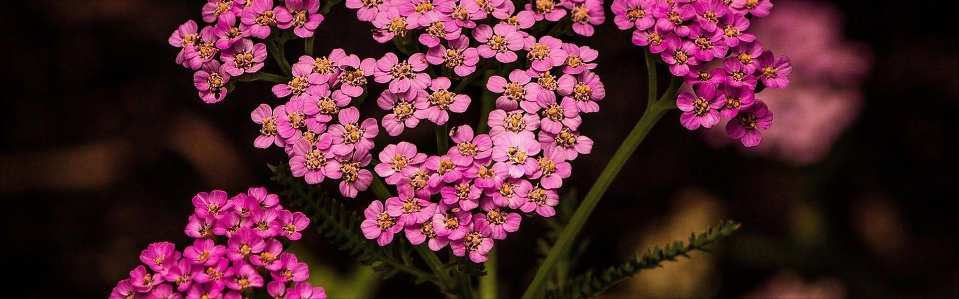 Achillea millefolium, Milenrama