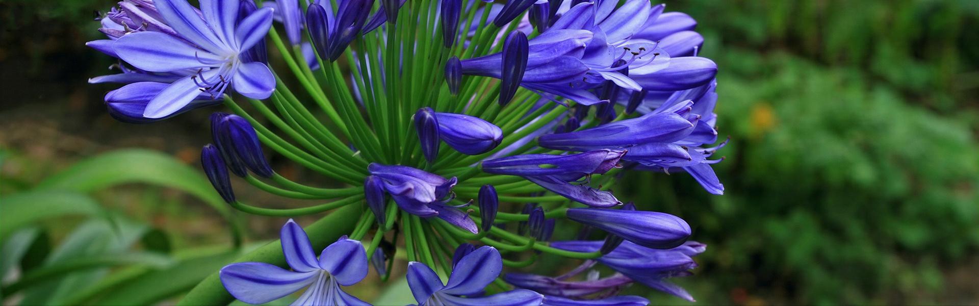 Agapanto, Agapanthus africanus