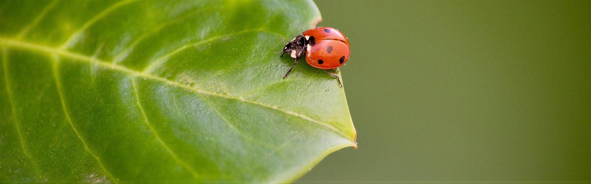 INSECTOS BENEFICOS: Lista de las principales Ordenes y Familias
