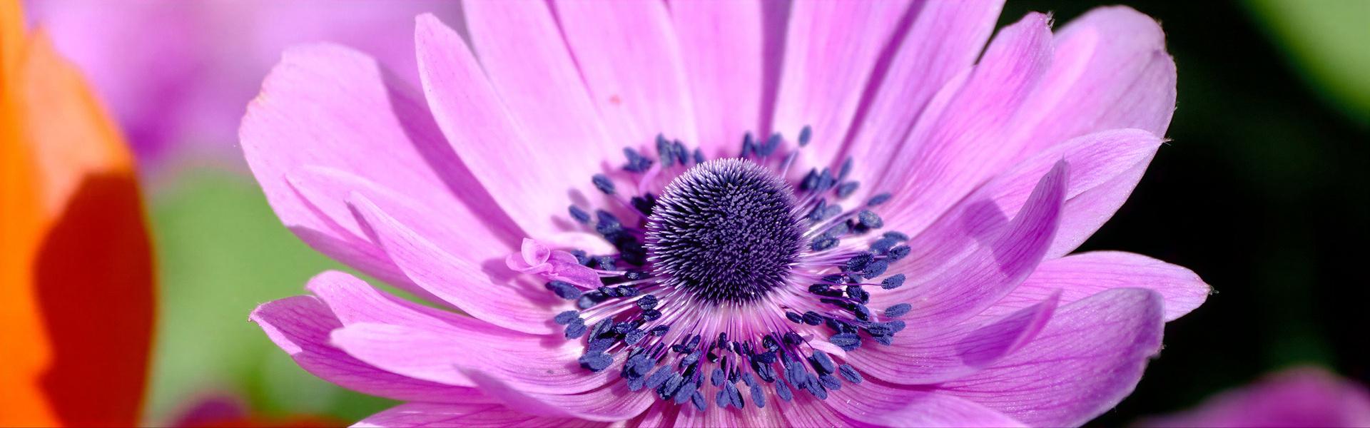 Anémona, Anemone coronaria