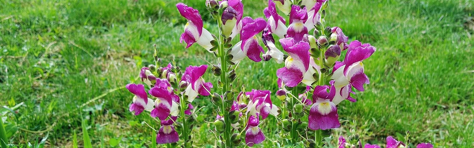 Anthirrinum majus, Dragonaria