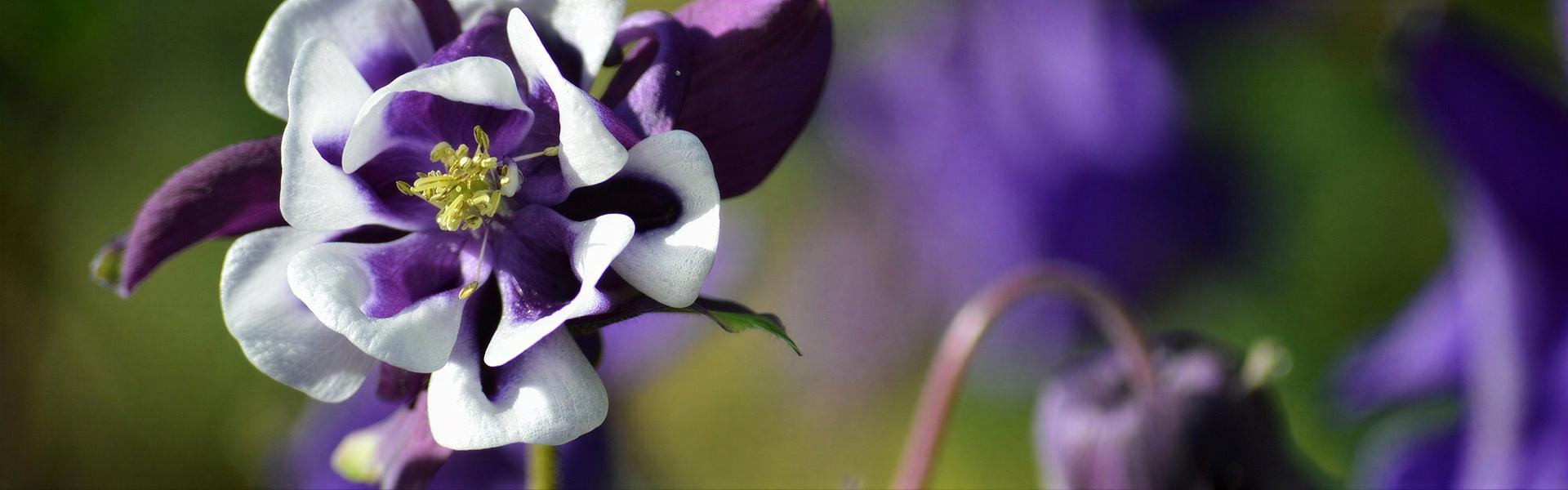 Aguileña, Aquilegia caerulea