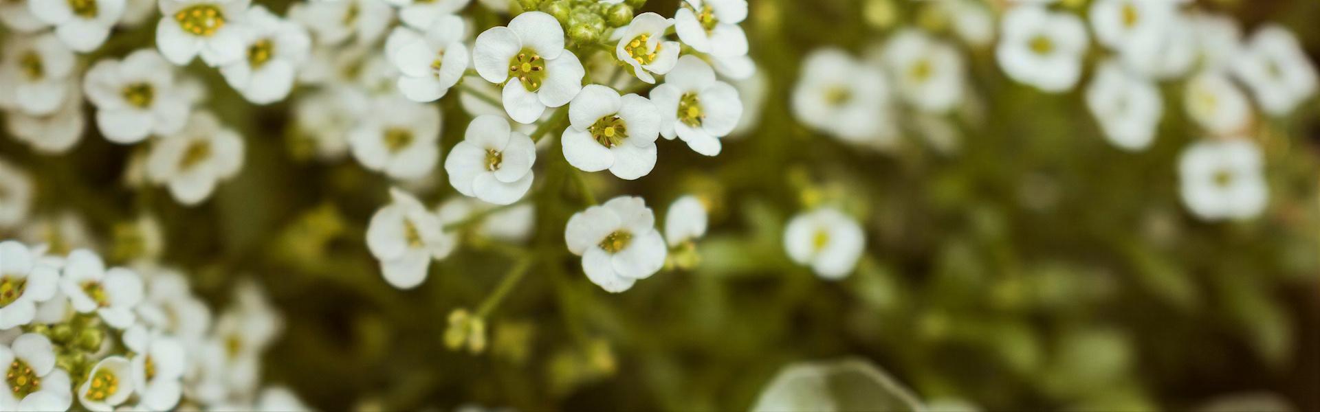 Arabis caucasica (Arabide)