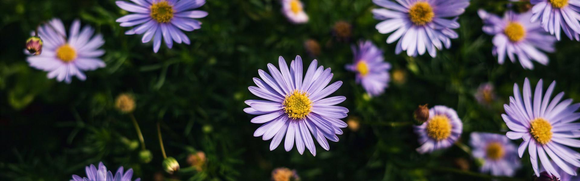 Aster alpino