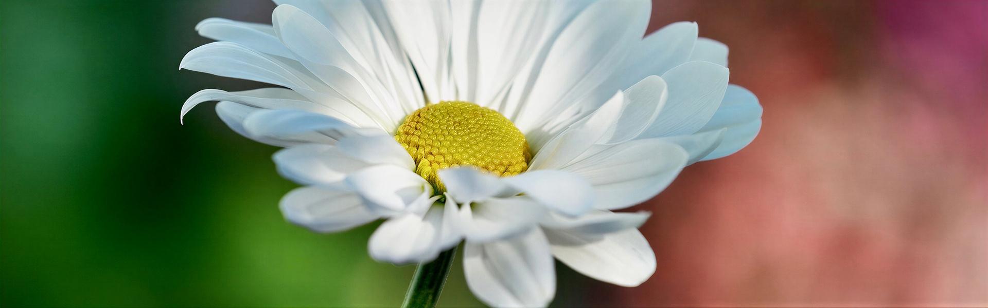Listado de plantas con “Flores” que pueden cultivarse en Argentina, letra “M”