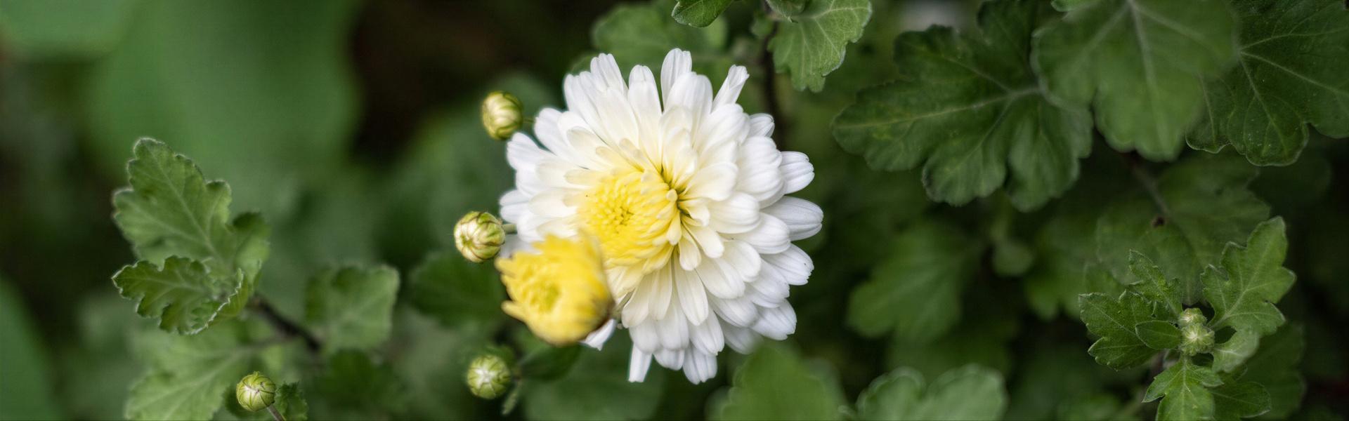 Margarita, Chrysanthemum frutescens