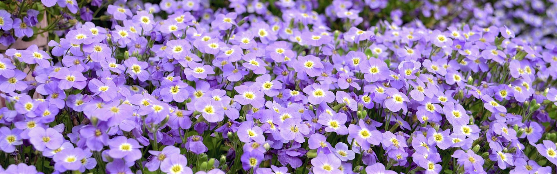 Aubrecia, Aubrieta deltoidea