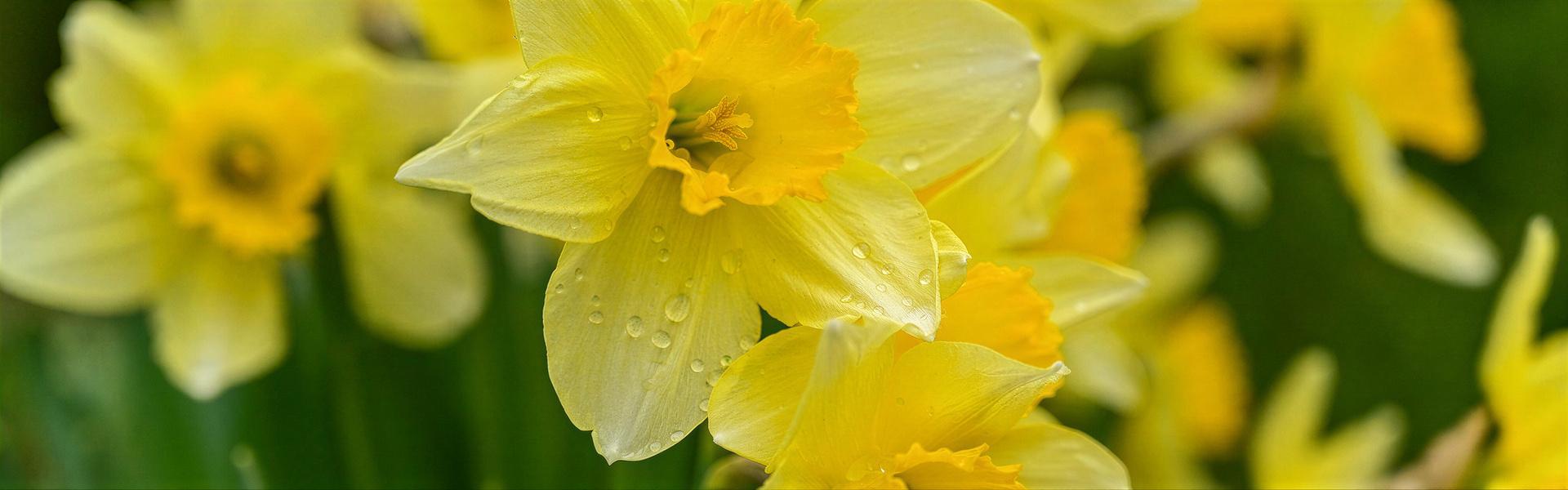 Narcisos (Narcissus)