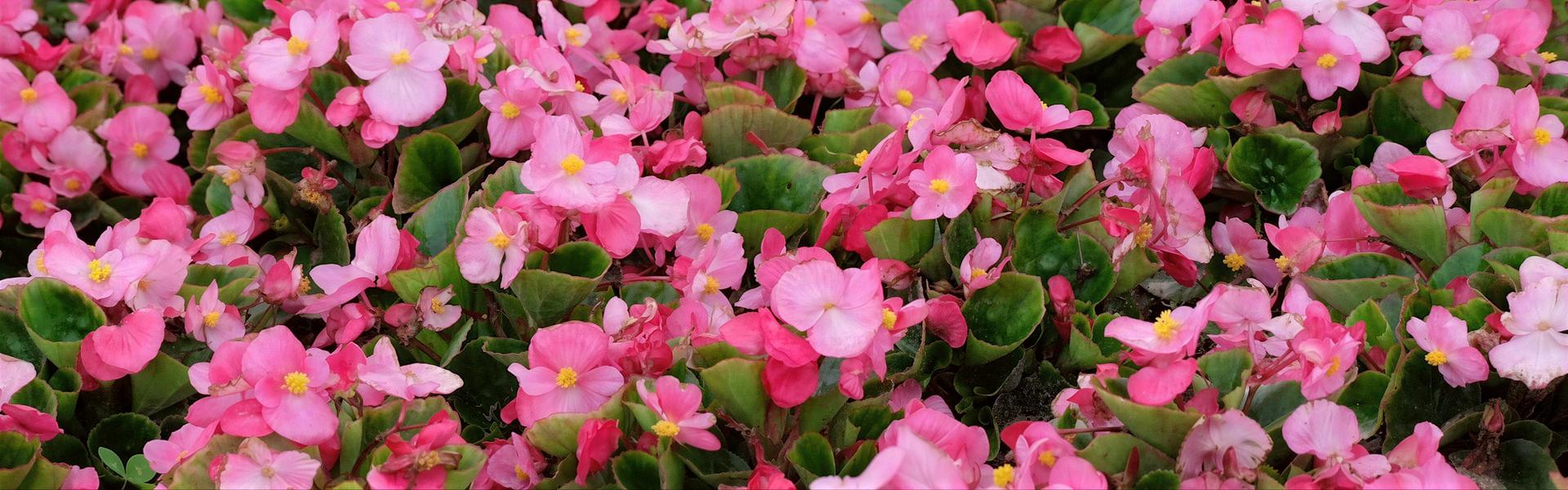 Begonia, Begonia semperflorens, Flor de azúcar