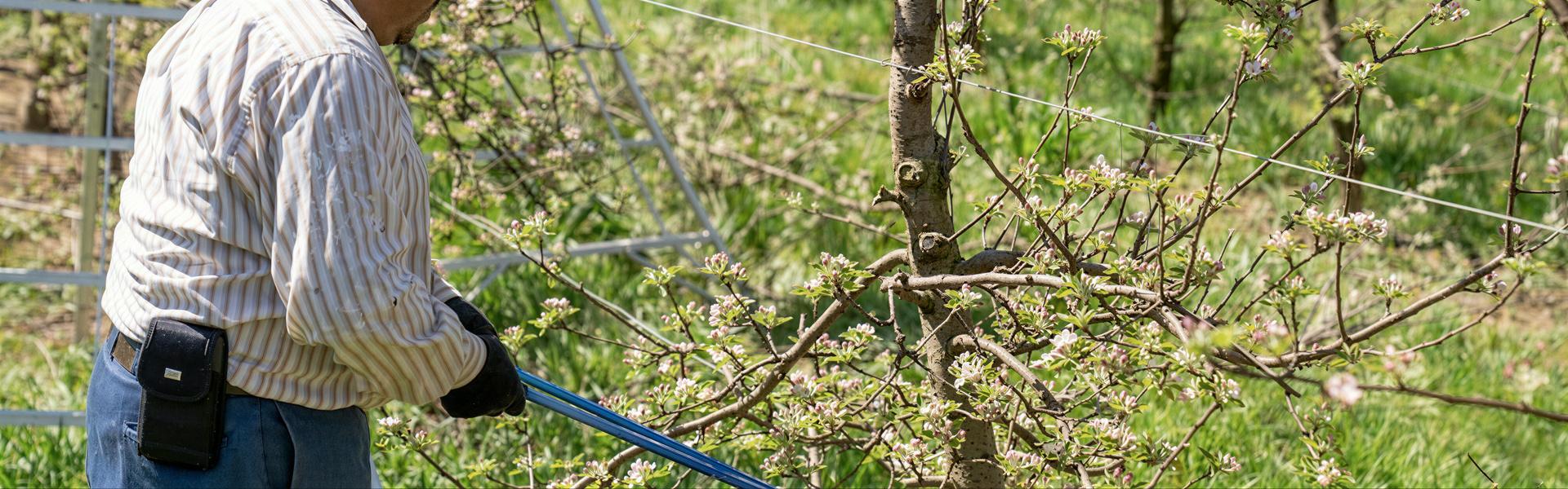 Poda de plantación y formación en frutales