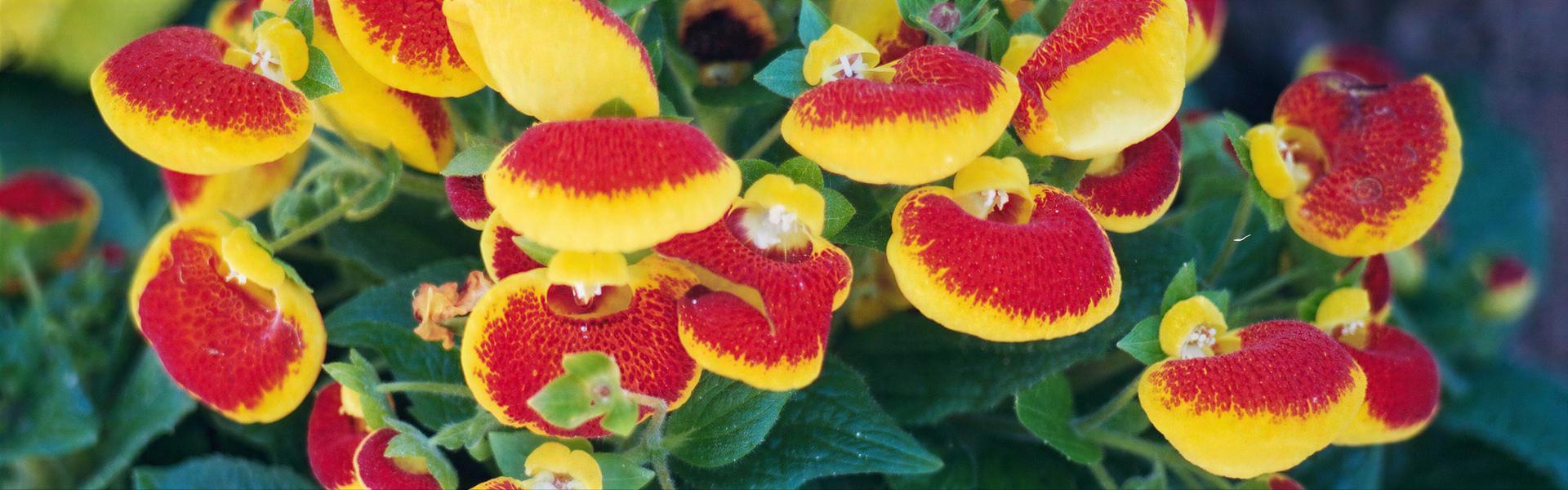 Calceolaria crenatiflora (Zapatito)