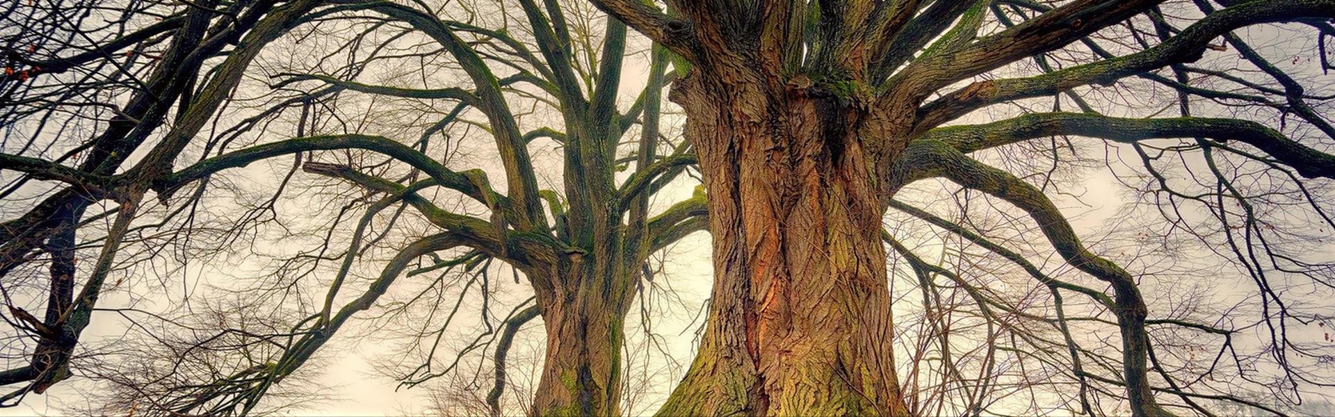Árboles a raíz desnuda (época, elección, cuidados y conservación)