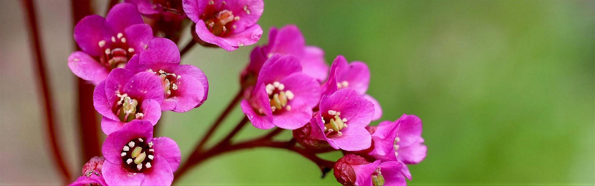 Bergenia, Bergenia crassifolia, Hortensia de invierno