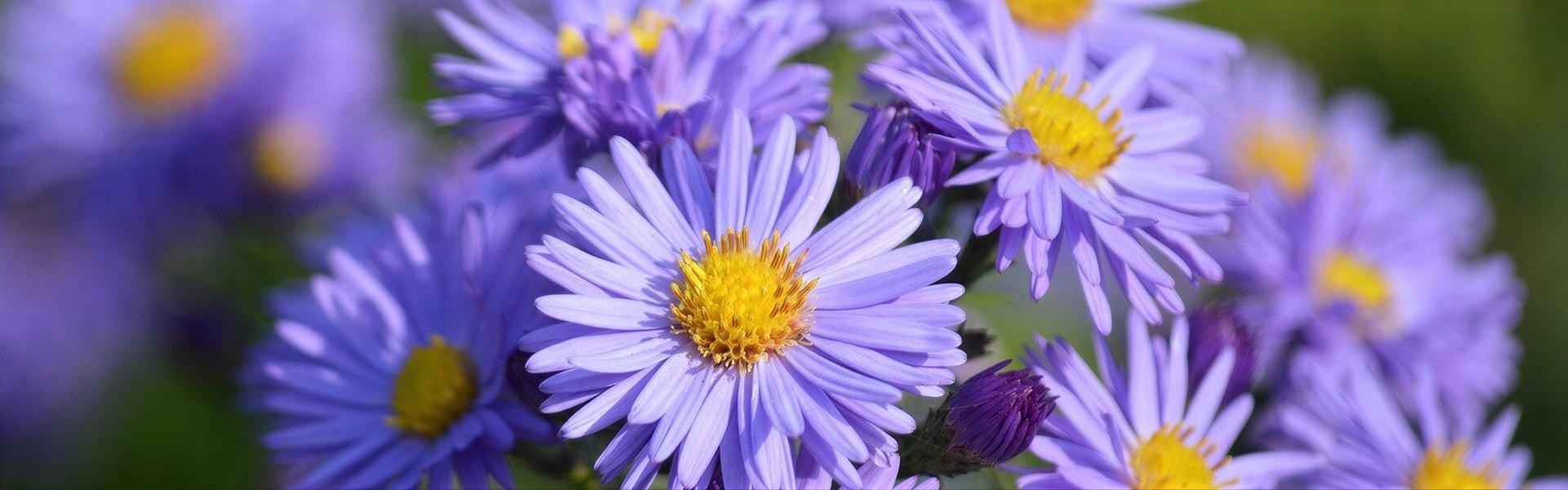 Callistephus chinensis, Reina Margarita, Aster de China