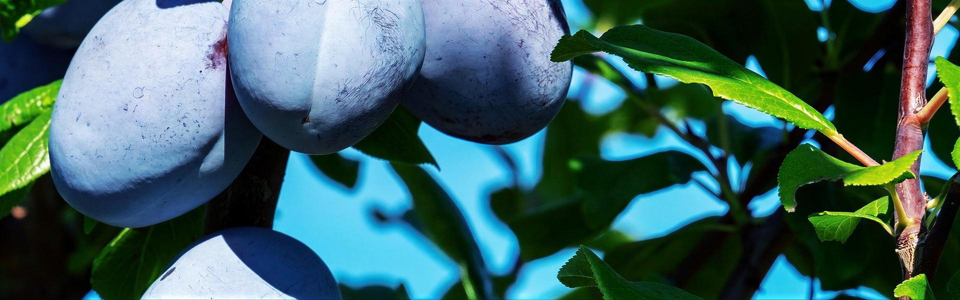 Poda del ciruelo (Prunus x domestica)
