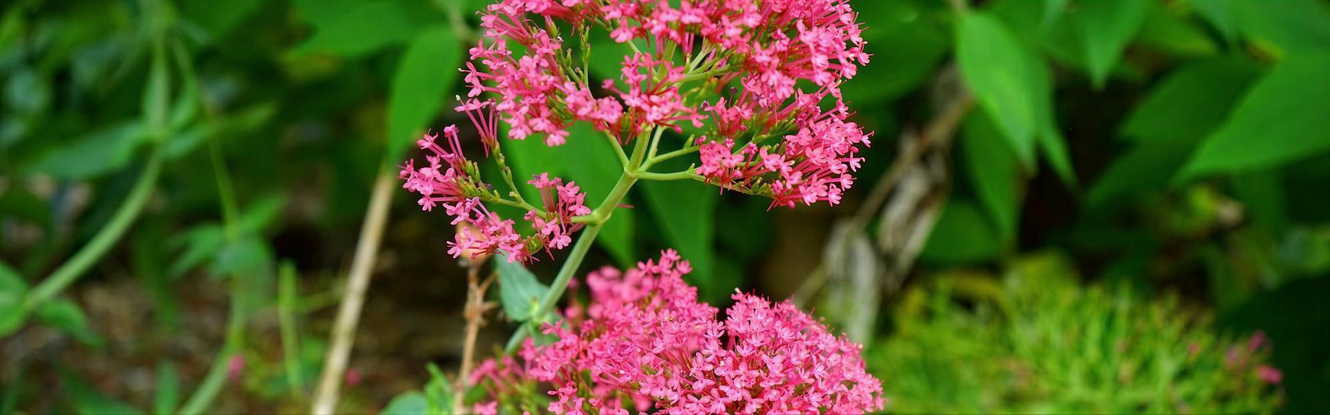 Centrathus ruber, Milamores, Valeriana roja