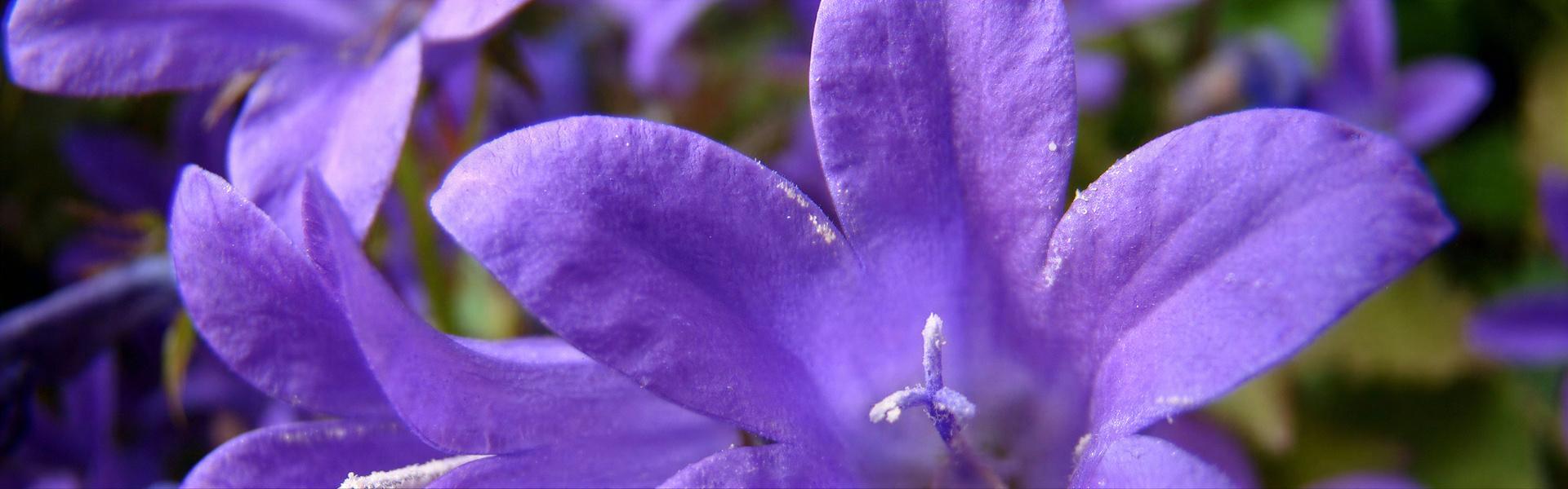 Campanula isophylla, Campanilla