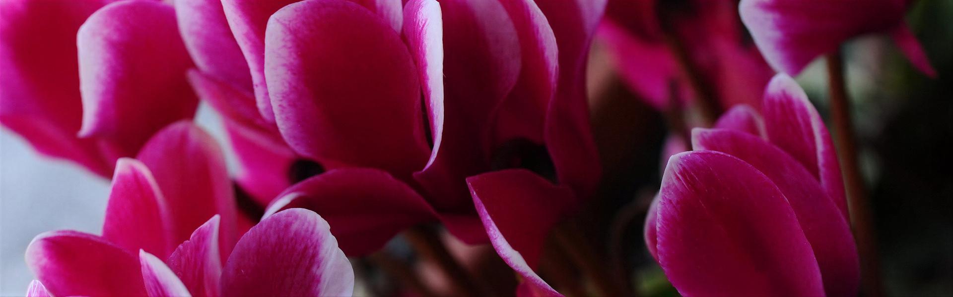 Violeta de los Alpes, Cyclamen: la flor del frío