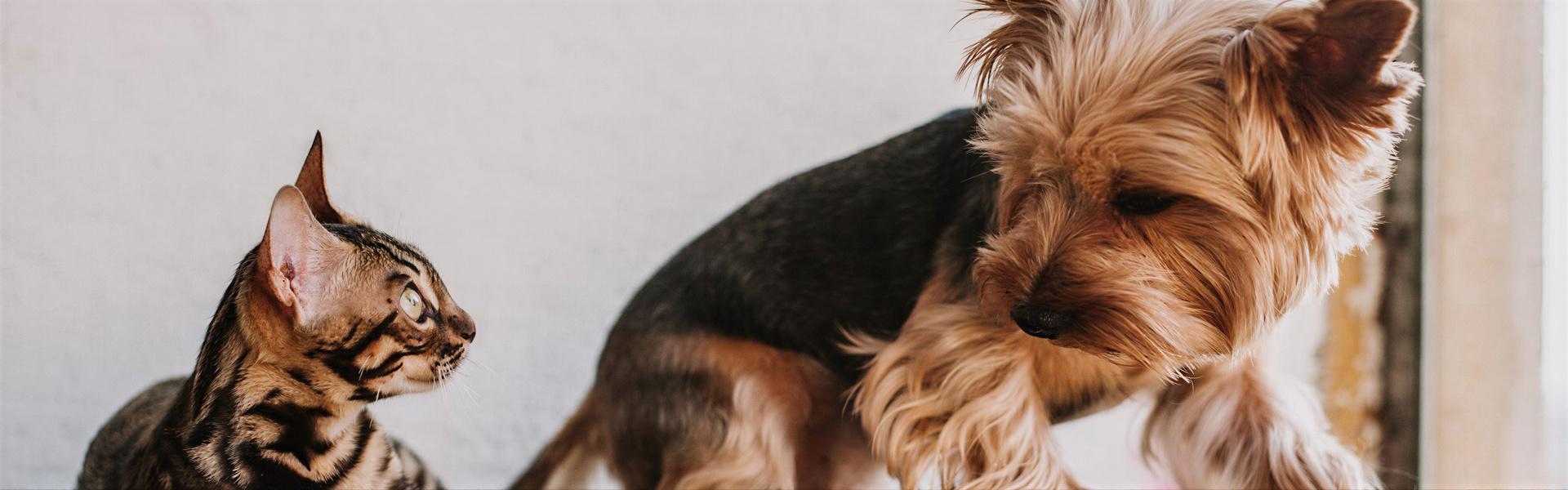 Repelente para perros y gatos sin veneno, WAU-ACME
